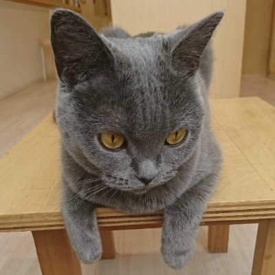 YU_nago_0705's profile picture. 推し活いろいろ
☕猫カフェ
🐱最推し→なごみ
🐱マイル・こゆき
🎪ちい活
🐾ハチワレ・カニちゃん・クロ