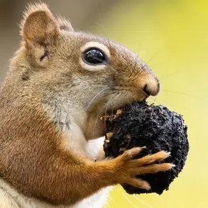 I am a squirrel 🐿️
President of the Royal College Of Squirrels
48hr Tweets

One day, we will be reunited. But until then, my spirit will always be with you.