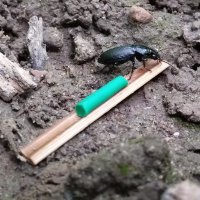 Global Assessment of Predation Rates (@predation_rates) 's Twitter Profile Photo Global Assessment of Predation Rates (@predation_rates) 's Twitter Profile Photo