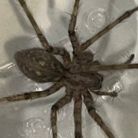 jrmdvrt (@jeromedeverite) 's Twitter Profile