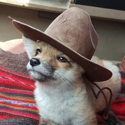 FoxUwUnion's profile picture. so true