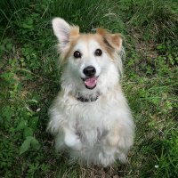 Papaya (little rescue dog) 🐾💛 (@aprilfoolsdog) 's Twitter Profile