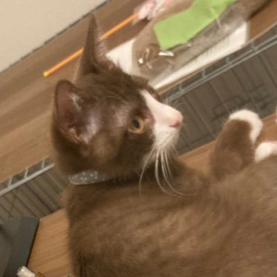 ぼろねーぜ母さんのプロフィール画像