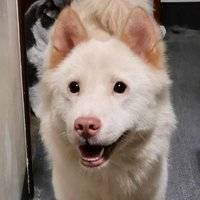 空心甚至 (@sseeeeeeenn) 's Twitter Profile