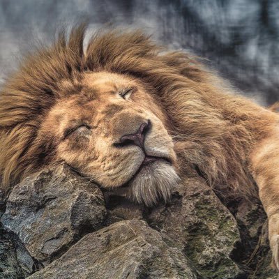 Kofinature2's profile picture. survival of the fittest.