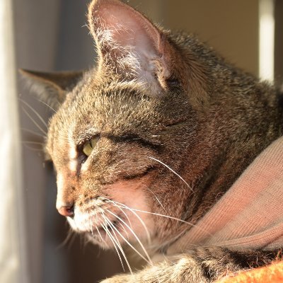 Mortless's profile picture. just un mortless cabro