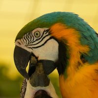 BQuuuuuuX (@bison_tweet) Twitter profile photo