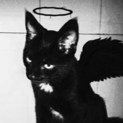 momo_koinu99's profile picture. 20↑ | 低浮上 | 周辺B済 | 永久鍵垢 | 🐕 | 日本語下手 | 無言フォロー申し訳🥹
