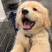 Puppies 🐾 (@puppiesheavens) Twitter profile photo Puppies 🐾 (@puppiesheavens) Twitter profile photo