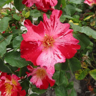 Carolin97724182's profile picture. Cancer Go Saints