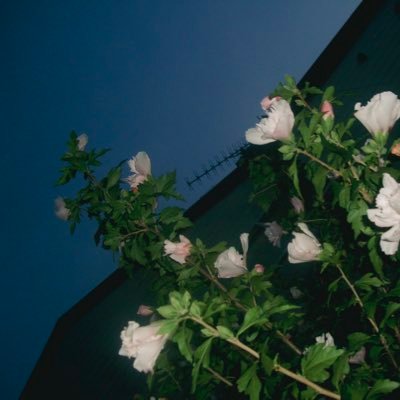 lnpsch's profile picture. 写真