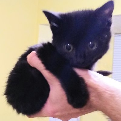 QUAAAAALLS's profile picture. I am not really Chad Qualls.
Go 'Stros!