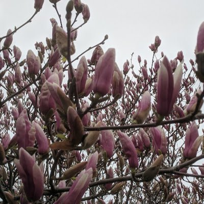 CoteJerrilynn's profile picture. Turtle Island's 🐢 Toronto