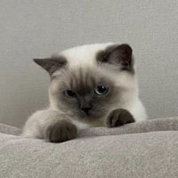 layla (@trushimc) 's Twitter Profile