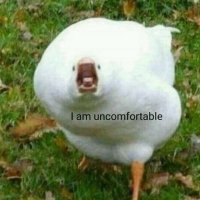 Do Not Feed The Birds (@draconicmrsg) 's Twitter Profile