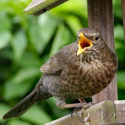 spotdrossel's profile picture. Der Name ist Programm. reply deboosted. list follows block. block follows block. warmongering follows block. mass blockers are blocked. Pronomen: ich | mein.