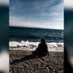 şᴀʜɪᴋᴀ🦋 (@nigrum_cygnum00) Twitter profile photo şᴀʜɪᴋᴀ🦋 (@nigrum_cygnum00) Twitter profile photo