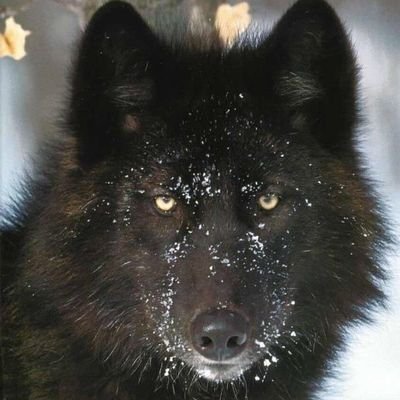 MrMonolithic's profile picture. Melodic death metal, sound engineer