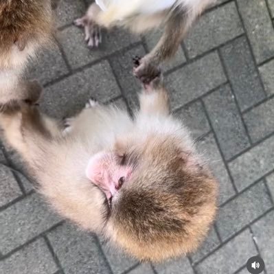 Annamonkibana's profile picture. :)