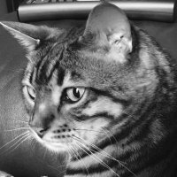 VonZipper (@audraleemiller2) 's Twitter Profile