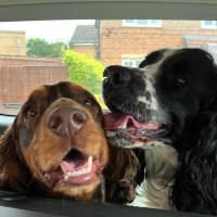 Tammy & Milo (🌈Dat Poppy Bwown Eyes (@datpoppy1) 's Twitter Profile