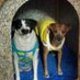 Sandra Guedes (@sandrinha1953) Twitter profile photo Sandra Guedes (@sandrinha1953) Twitter profile photo