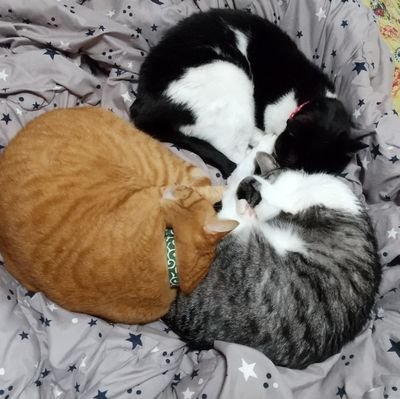 NekoJiang90832's profile picture. 