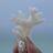 maraina81's profile image