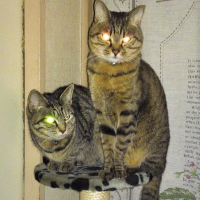 (ΦωΦ)(ΦωΦ)
茶色の猫がチャビィ、隣はシルヴィ。
Pokémon Sleepやってます。
よろしくお願いします。