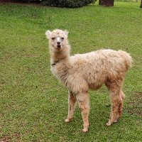 *ssss.. (@ctgjuninho) 's Twitter Profile