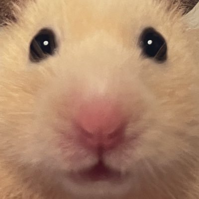 まんぷく ときどき ゴマちゃろ🐹