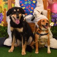 AJ_DogMomCatFan (@aj_dogmomcatfan) 's Twitter Profile Photo