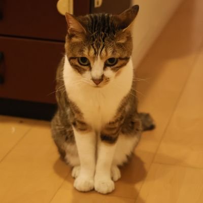 kumakuma_0711's profile picture. kumakumaです。猫飼ってます。 2023年からのyosugala（@yosugala_info）オタクです。 よふかしの会会員。黒坂未来さん(@miku_ysgl)推し。元BiSH清掃員。元ももこ組（モモコグミカンパニーさん推し）。元ExWHYZマスター（nowさん推し）。