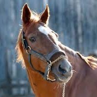 Charismatic1996's profile picture. 