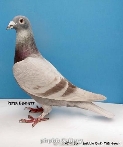 ThePigeonman's profile picture. English Pigeon Fancier,