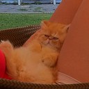 Franco Alfano - @alfano_franco - Twitter