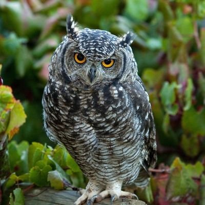 1👉 Welcome to @owl Lover club🦉
2🦉 We share daily # owl Contents 
3🦉 Follow us if you really Love owl🦉
4👇 Visit Our Store👇