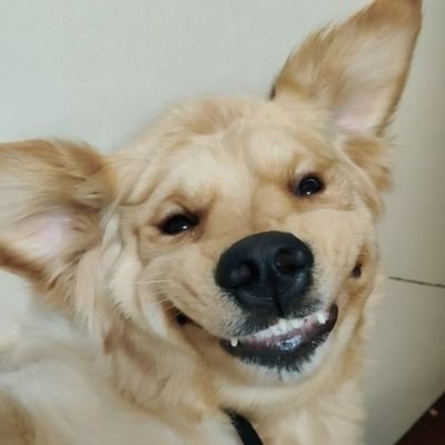 vj_shiro's profile picture. YouTube: 
https://t.co/C10x0yRHnL