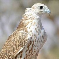 محمد الدوسري (@m_aldfin) 's Twitter Profile