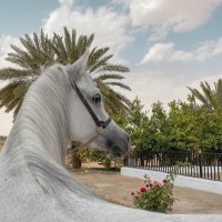 ريم عبدالله (@reemabdullah708) 's Twitter Profile