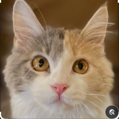 Eclair3333's profile picture. Chanmii Channel モデレーター兼カブ厳選師🥰こちらでもモデさせて頂いてます➡️ばむとこちゃんねるhttps://t.co/qbsoutSIEu