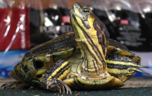 I'm just a little turtle trying to make it in a big city!

Find me on Facebook! I has my own page there too!