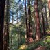 RD Miller 🐾🌲🌻🙏🇺🇸 (@wildwoodranchbc) Twitter profile photo
