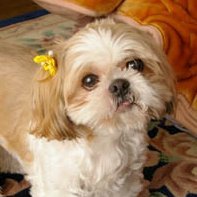 MIYARegg's profile picture. ドグ生民。そろそろビッグバイク乗りに復帰したい今日この頃。 (と、言い続けて幾星霜・・・) 最近はもっぱらガンプラ&Gジェネエターナル&ウマ娘&FGO日記 になってしまい申し訳無い・・・