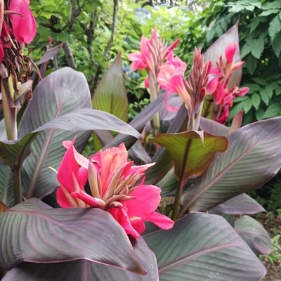 sweetheartskyo1's profile picture. 完全にTwitterを日々のストレス発散の場に活用。
息子のアレルギーを治したくて栄養界隈で学ばせてもらってるうちに、自身の不調が、低血糖→副腎疲労と気づく。と思いきや2025.５月～大きくダウン。
子供たちのアレルギーは私由来だったと
気づかされる。
iherb AFC4969