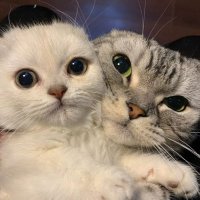 MİYOV (@anonimkeyfi) 's Twitter Profile