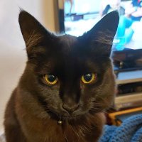 Ella Eadig (HoF Mama) 🐱🇺🇦🇵🇸 (@ellaeadig) 's Twitter Profile Photo Ella Eadig (HoF Mama) 🐱🇺🇦🇵🇸 (@ellaeadig) 's Twitter Profile Photo