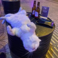 Grey (@grey18081) 's Twitter Profile