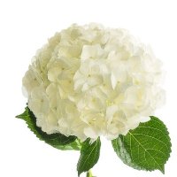 CLIVE PUGH Funerals (@clivepughdirect) 's Twitter Profile Photo CLIVE PUGH Funerals (@clivepughdirect) 's Twitter Profile Photo