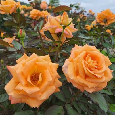 ひろなさんのプロフィール画像